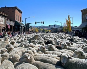Trailing of the Sheep in Sun Valley